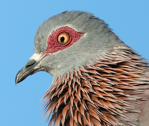 Speckled Pigeon